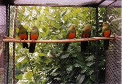 papoušek královský a červenokřídlý